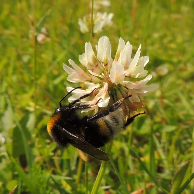 a bee is eating some flowers in the grass
