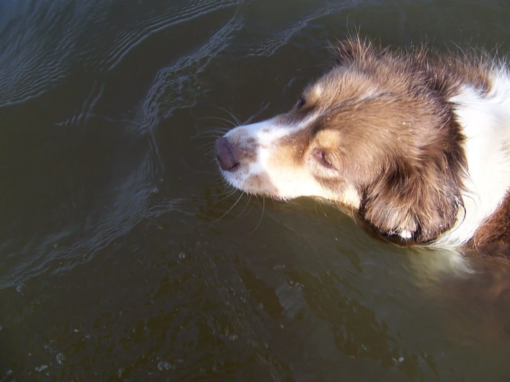 the dog is swimming in the dark water