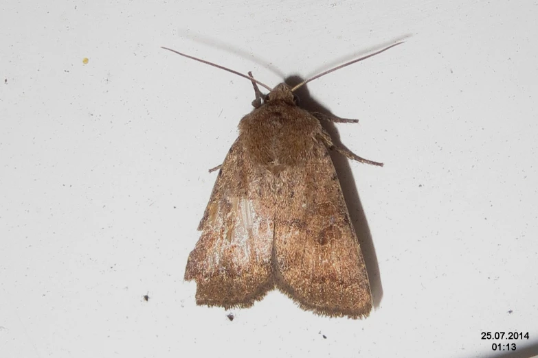 a brown moth is hanging from the ceiling