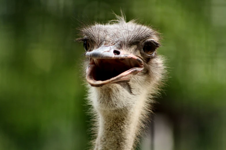 an ostrich with a big open mouth with its mouth open