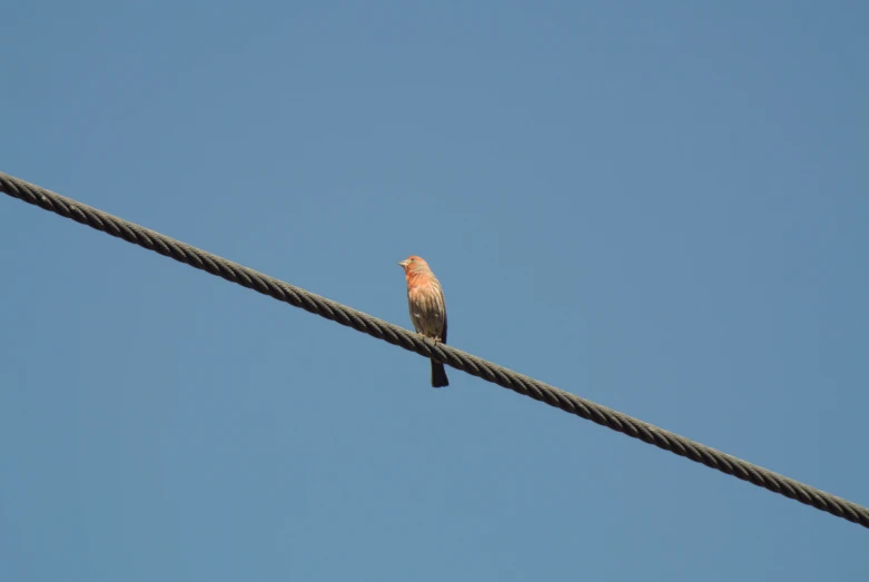 a small bird perched on a telephone wire