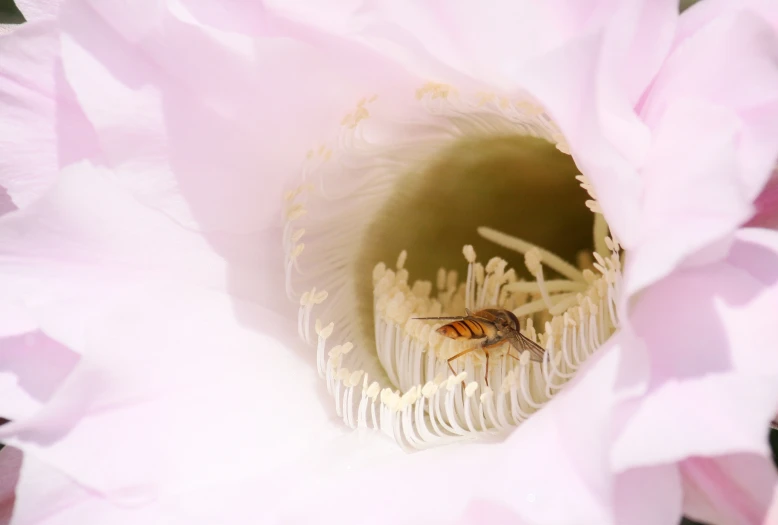 a bee is inside of a flower as it sits inside of the center