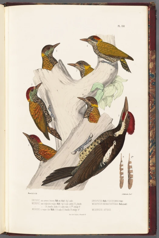 a book with birds colored and labeled on each page