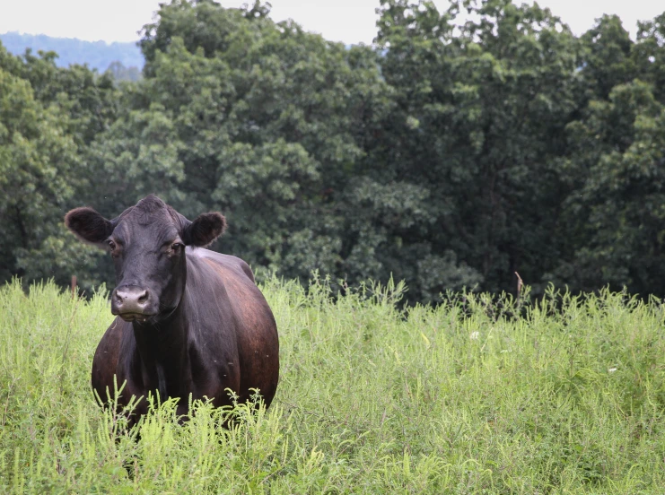 a cow is standing alone in the tall grass