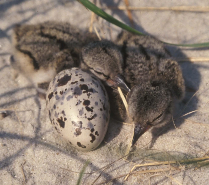 two baby birds are laying on a sandy surface