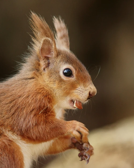 a squirrel has it's mouth open and looks at soing