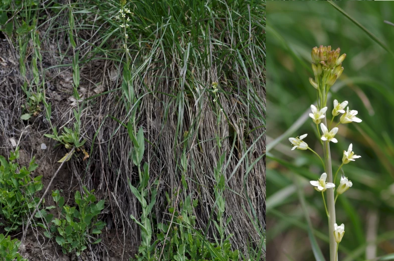 two pictures side by side with one showing grass and the other showing a flower