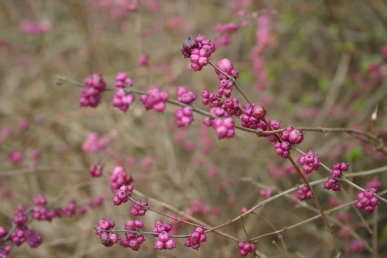 the flowers are pink with purple tips and green stems