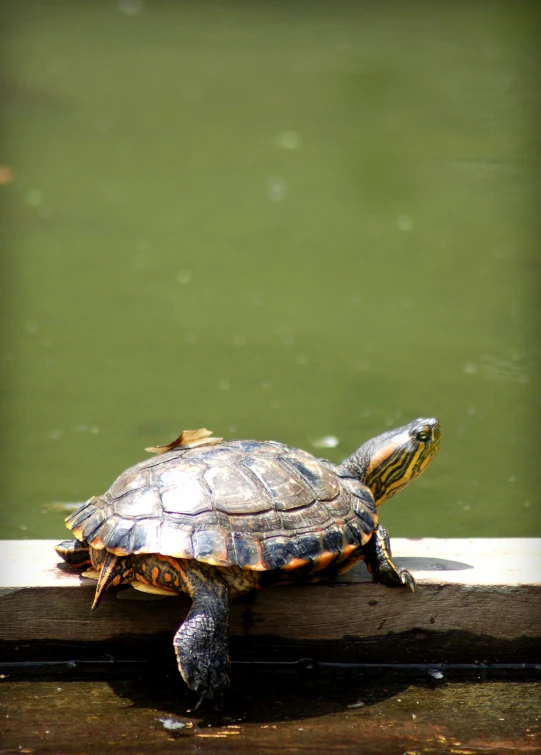 turtle is sitting on wooden dock with water in background