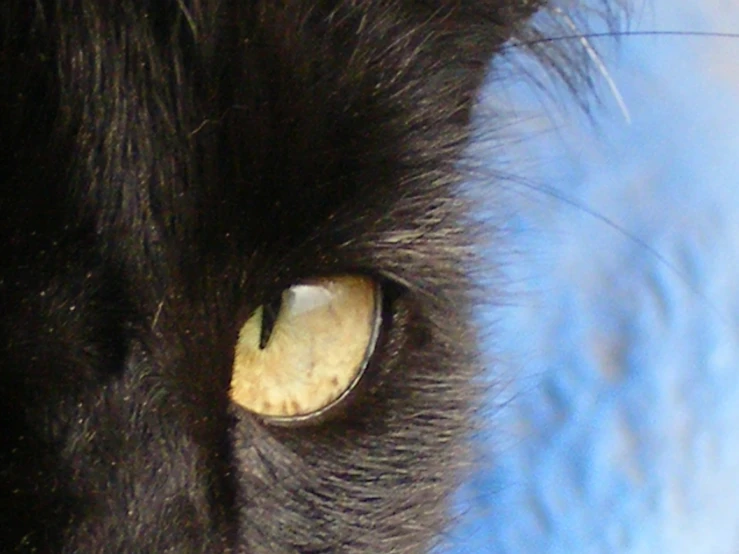 the cat has yellow eyes, and blue background