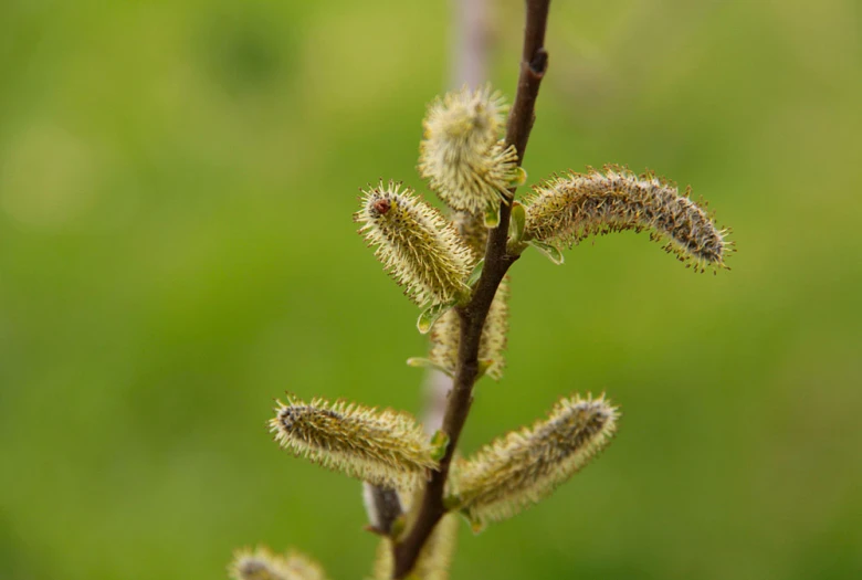 a close - up of an insect on a plant with flowers