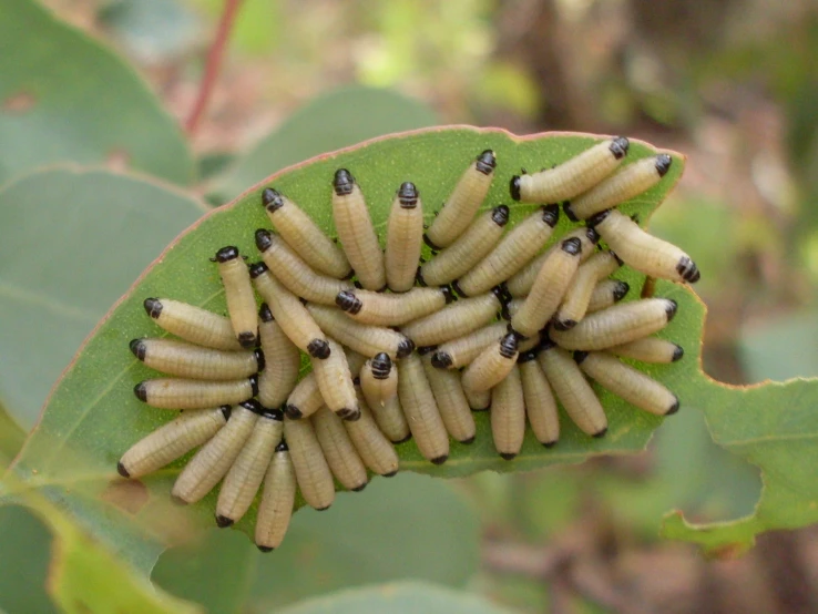 a green nch with many bugs on it