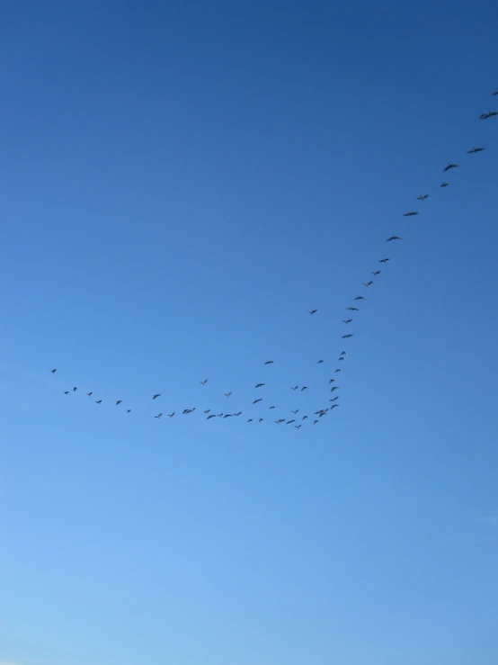 birds flying in formation in the sky