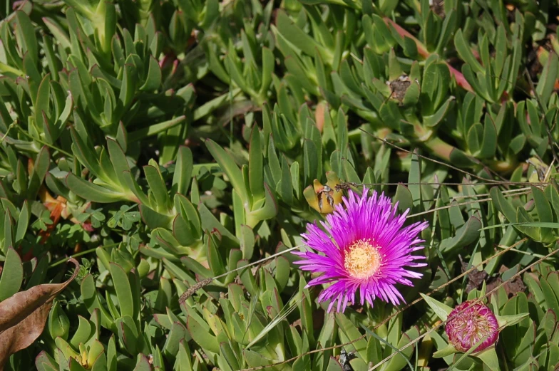 the colorful flower is blooming in a field