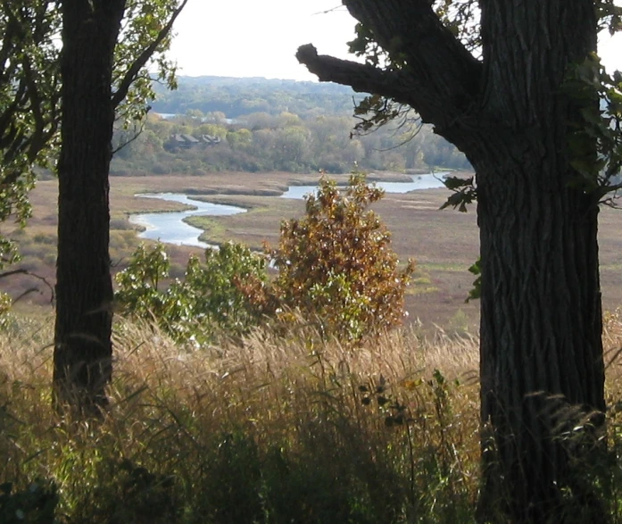 view through the trees on the prairie with a lake in the background