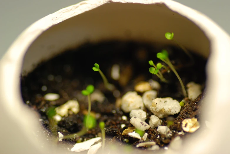 an empty container with some plants in it