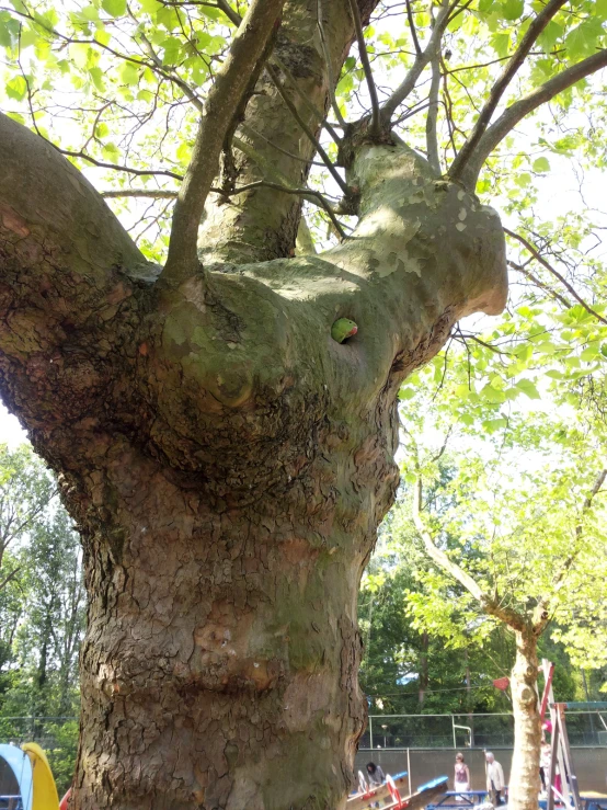 a tree that has been grafilted and is next to some people