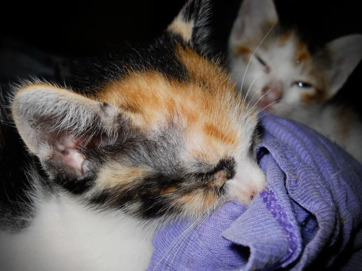 two cats playing with a cloth laying on the ground