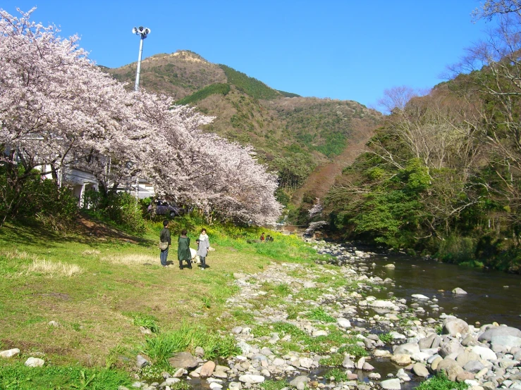 people walk through a small stream as blossoms blossom on the trees