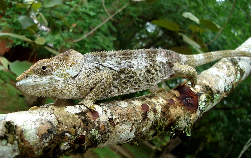 the image is very close up of an animal on a tree