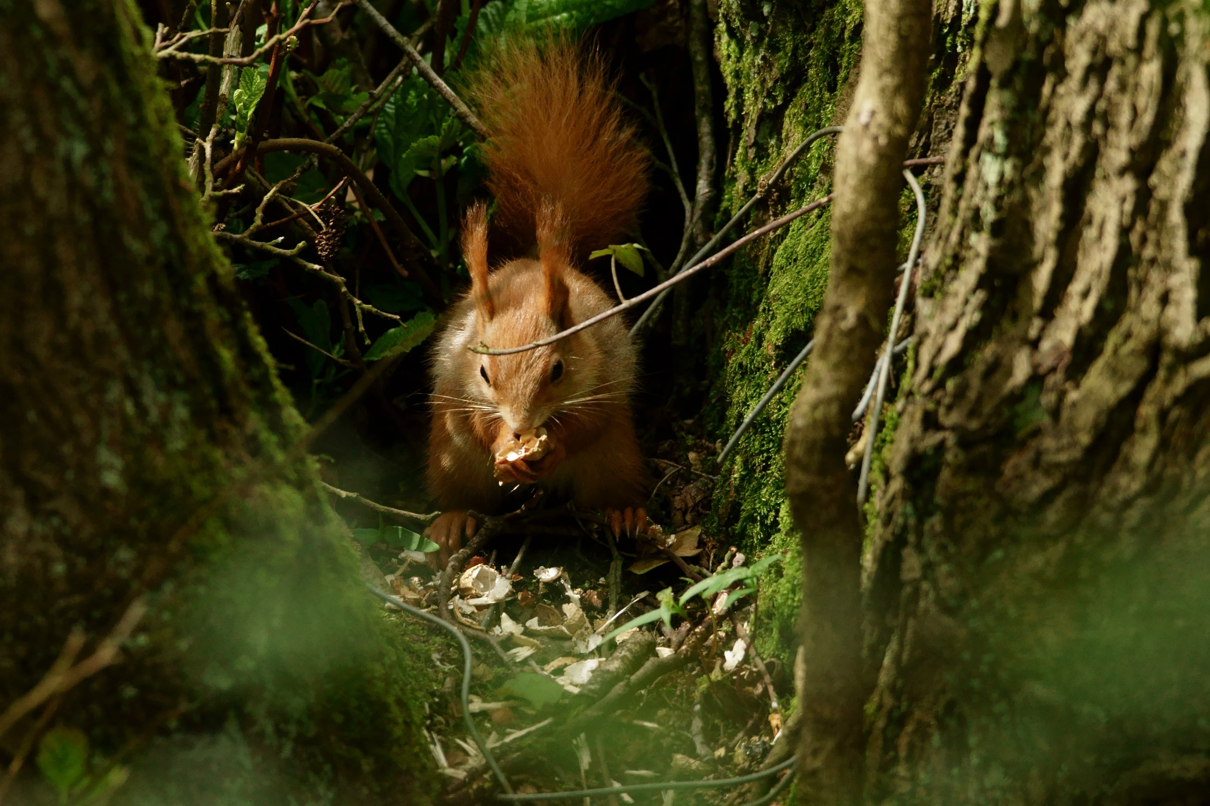 a squirrel peaking through the woods in order to get some food