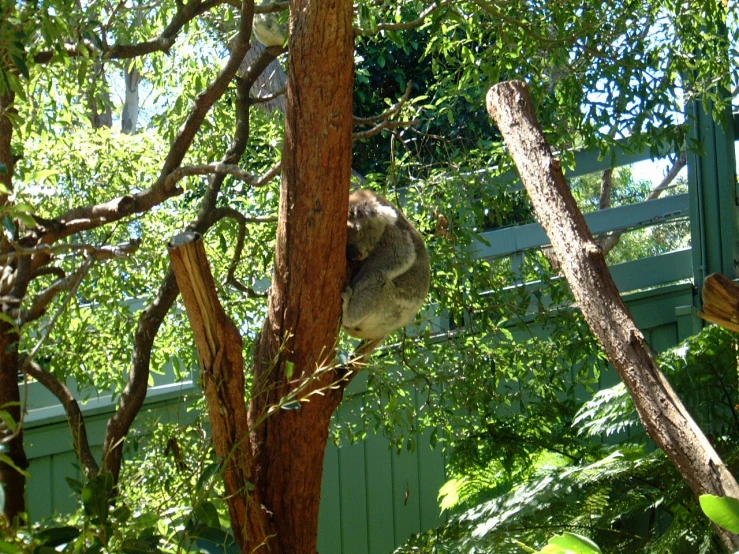 the koala is hanging upside down in a tree