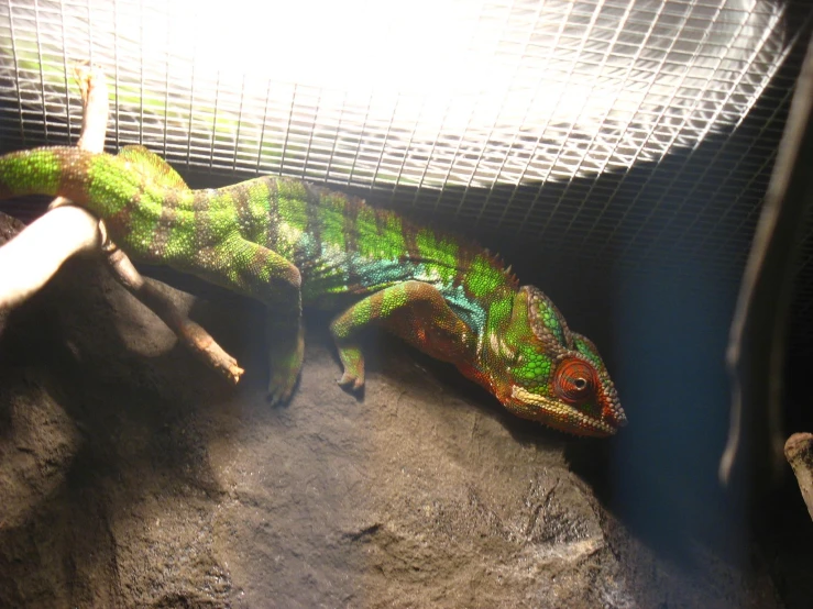 the lizard is laying on the rock in the cage