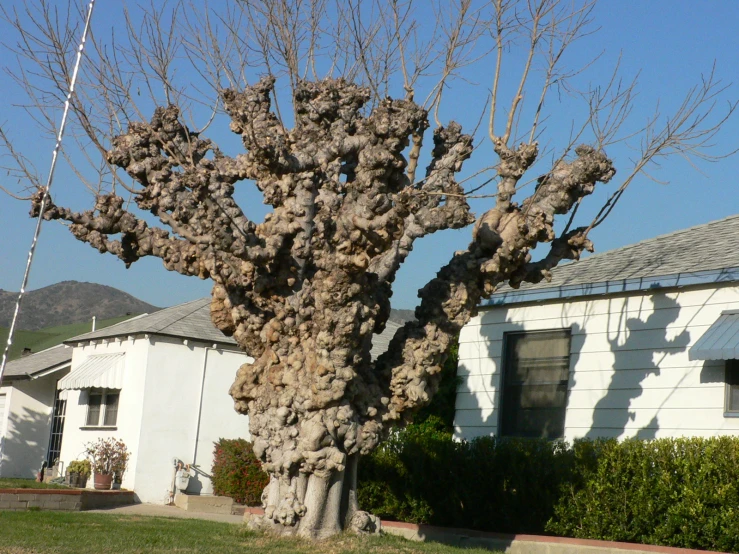 a large tree with no leaves and no flowers in front of a white house