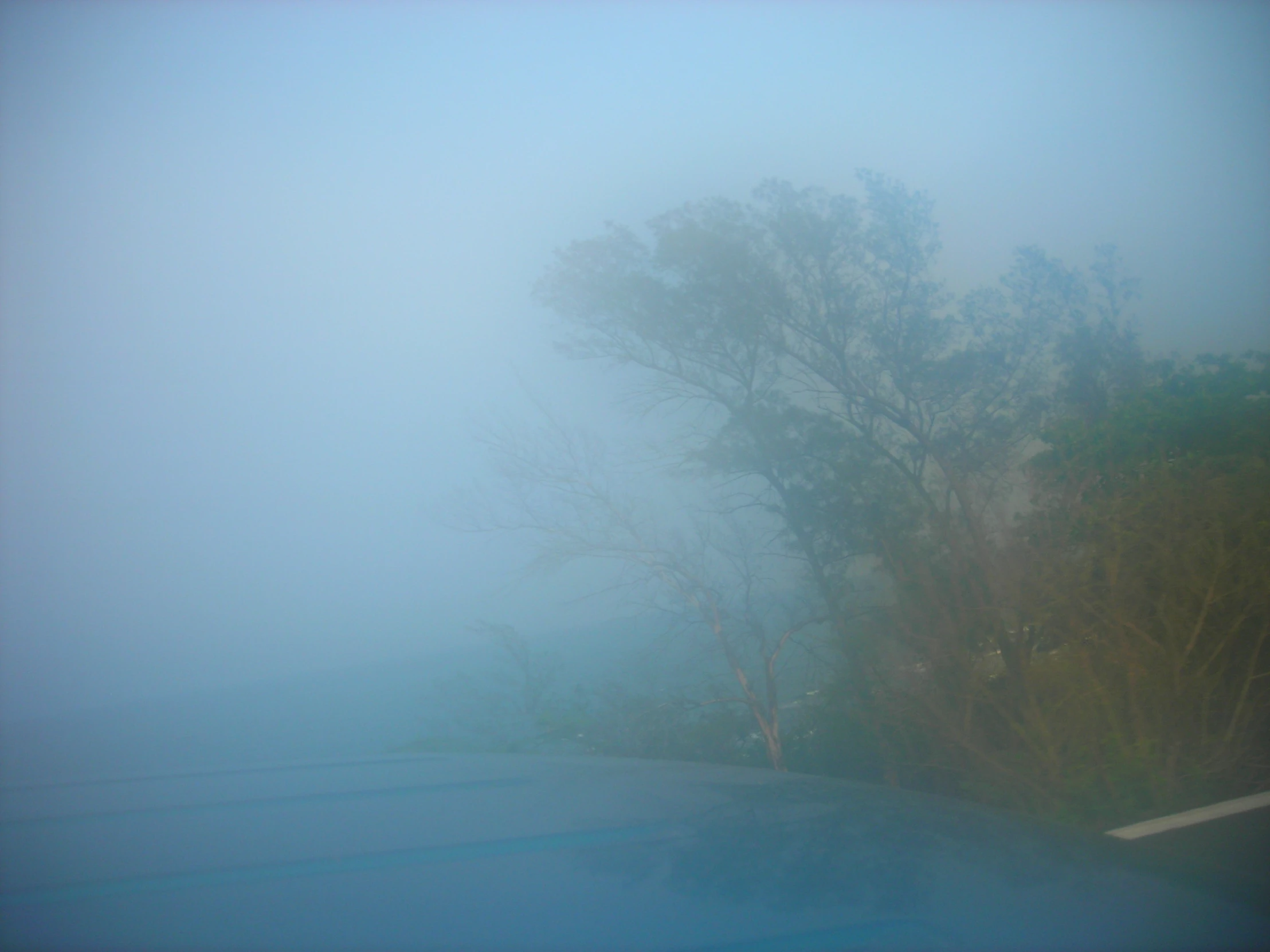 a tree and road sign in the fog