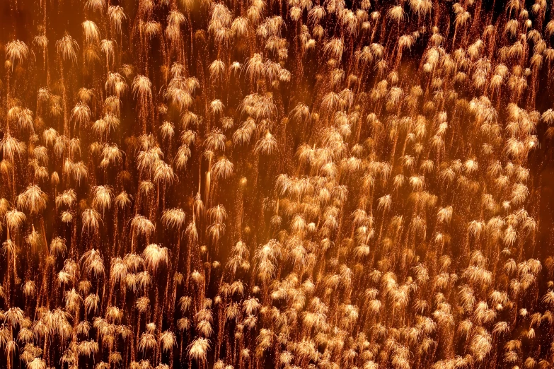 a bunch of weeds in the sky with orange background