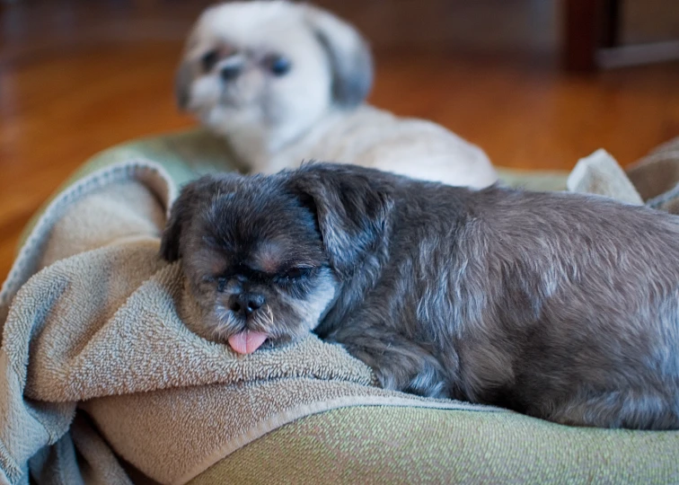 two dogs are lying on a large blanket