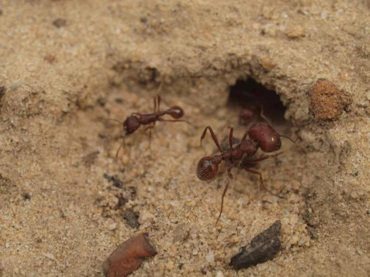 a couple of ants that are in the sand