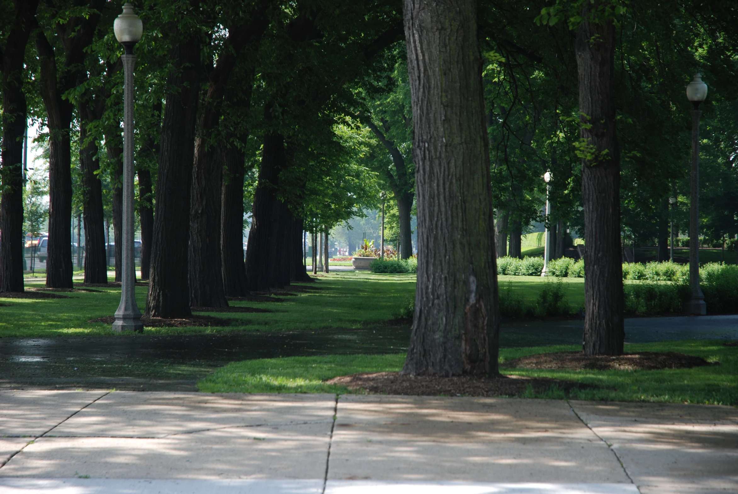 a sidewalk in a park between trees and a walkway