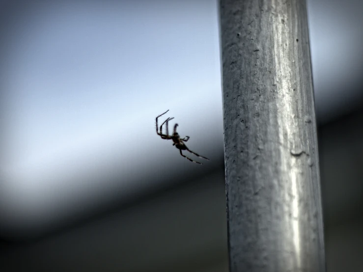 a small spider hanging off the side of a pole