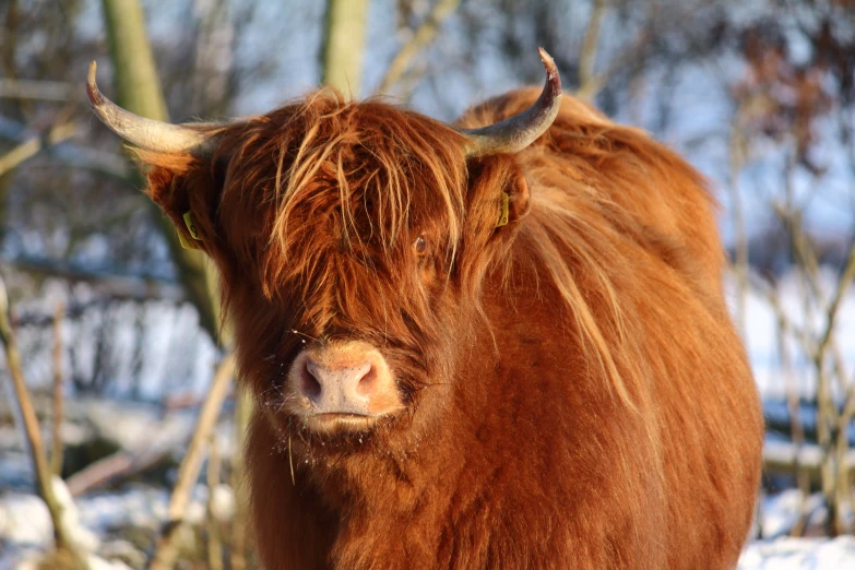 there is a yak in the snow in the wild