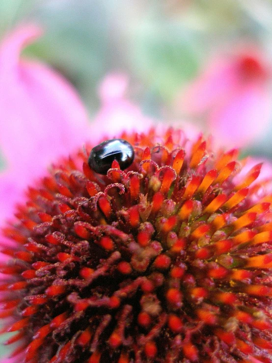 a red and yellow flower with a black beetle on it