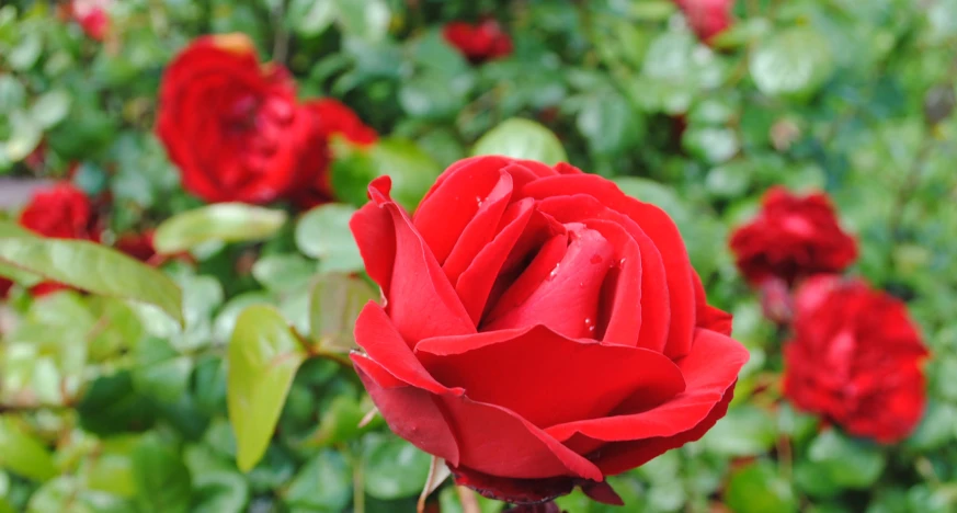 a red rose sits amidst many flowers in the garden