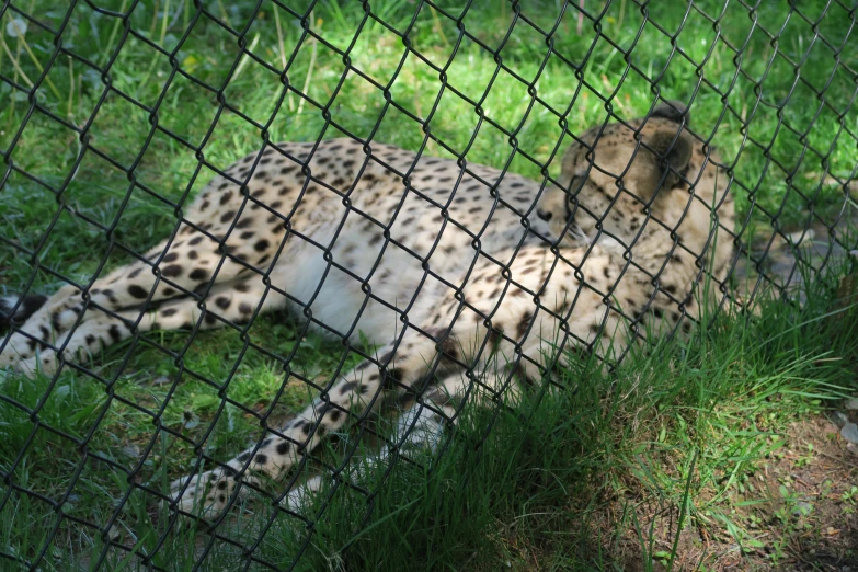 a white and black cheetah sleeping in an enclosure