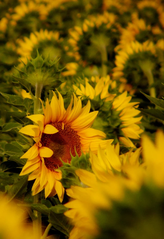 sunflowers grow in an open field with other plants