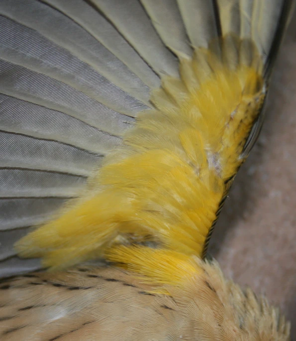 a feathered bird has yellow feathers that are spread out