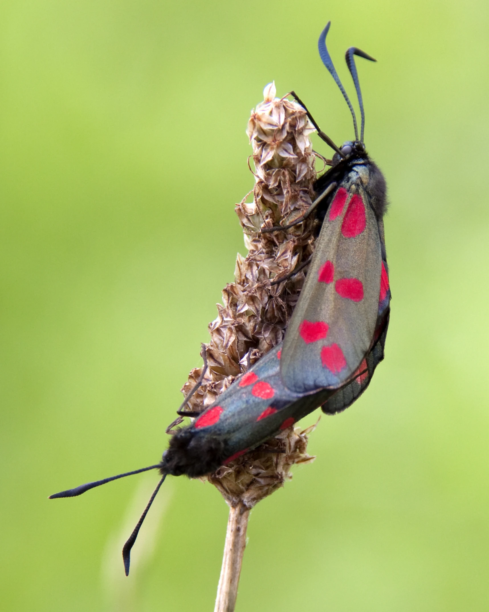 the small moth has red spots on its wings