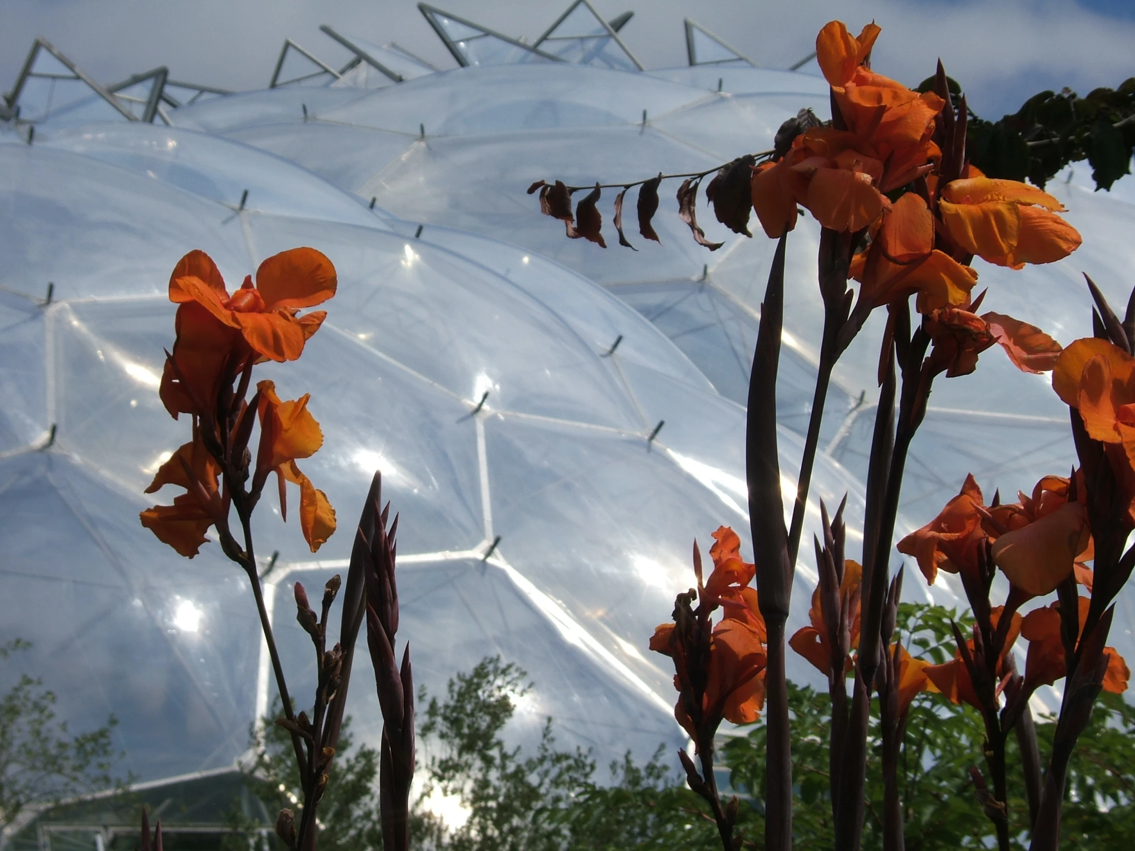 flowers on tall brown stems against a clear, blue sky