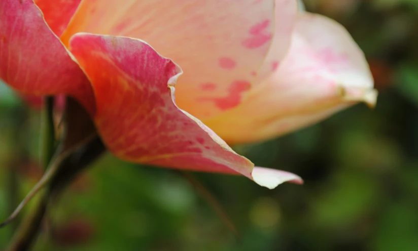 pink and orange flower buds with blurry background