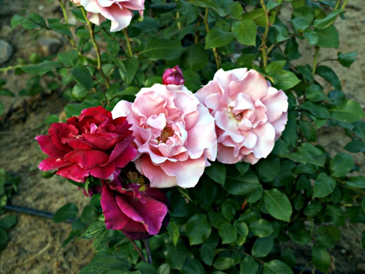 a group of pink flowers growing in a garden