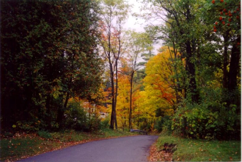 a tree lined pathway surrounded by leaves