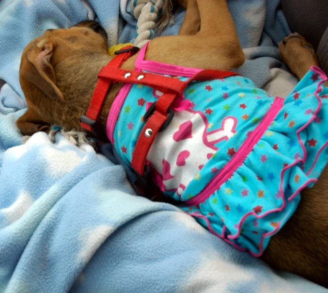 a dog wearing a blue outfit and pink harness sleeping on a blanket