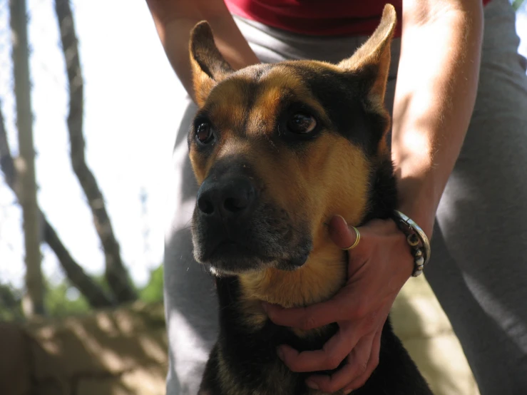 a brown dog sitting on top of a person's lap