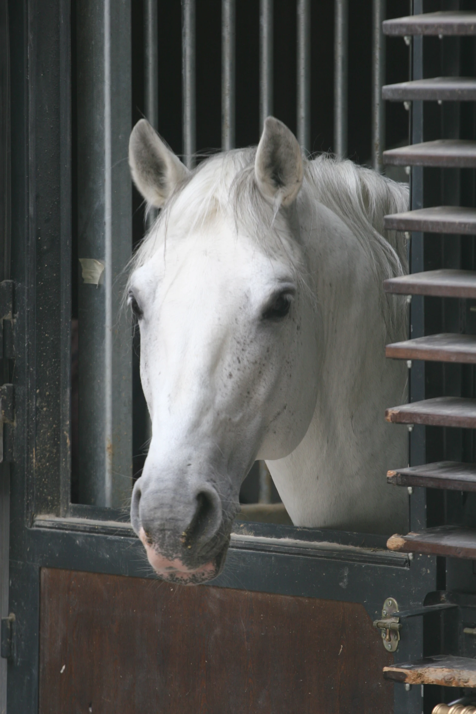 a white horse looking out a stable at a person