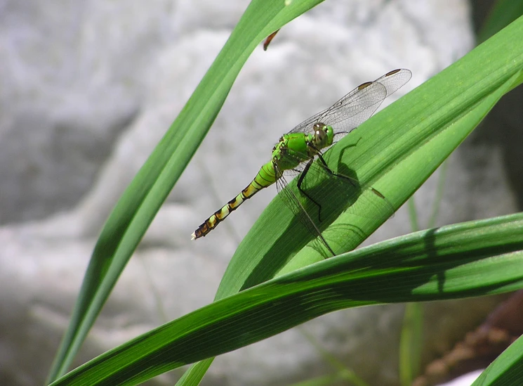 a dragon fly is on a leaf in a plant