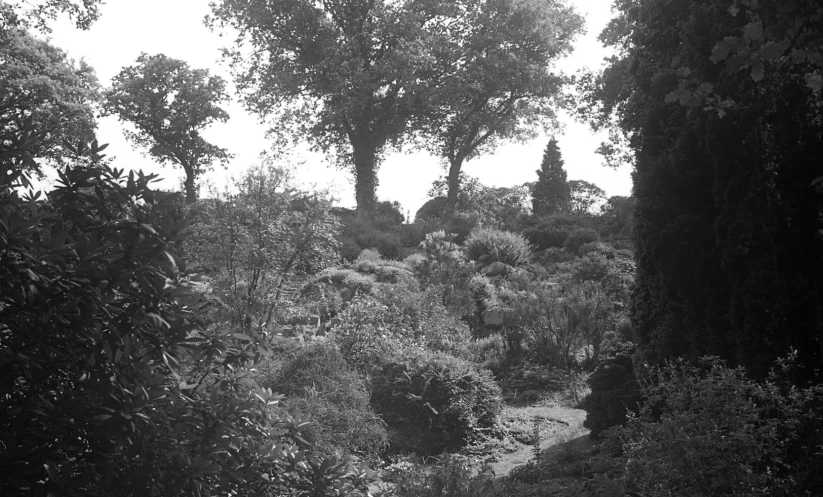 an umbrella over looking the bushes and trees